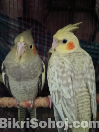 ককাটেল (১ জোড়া)